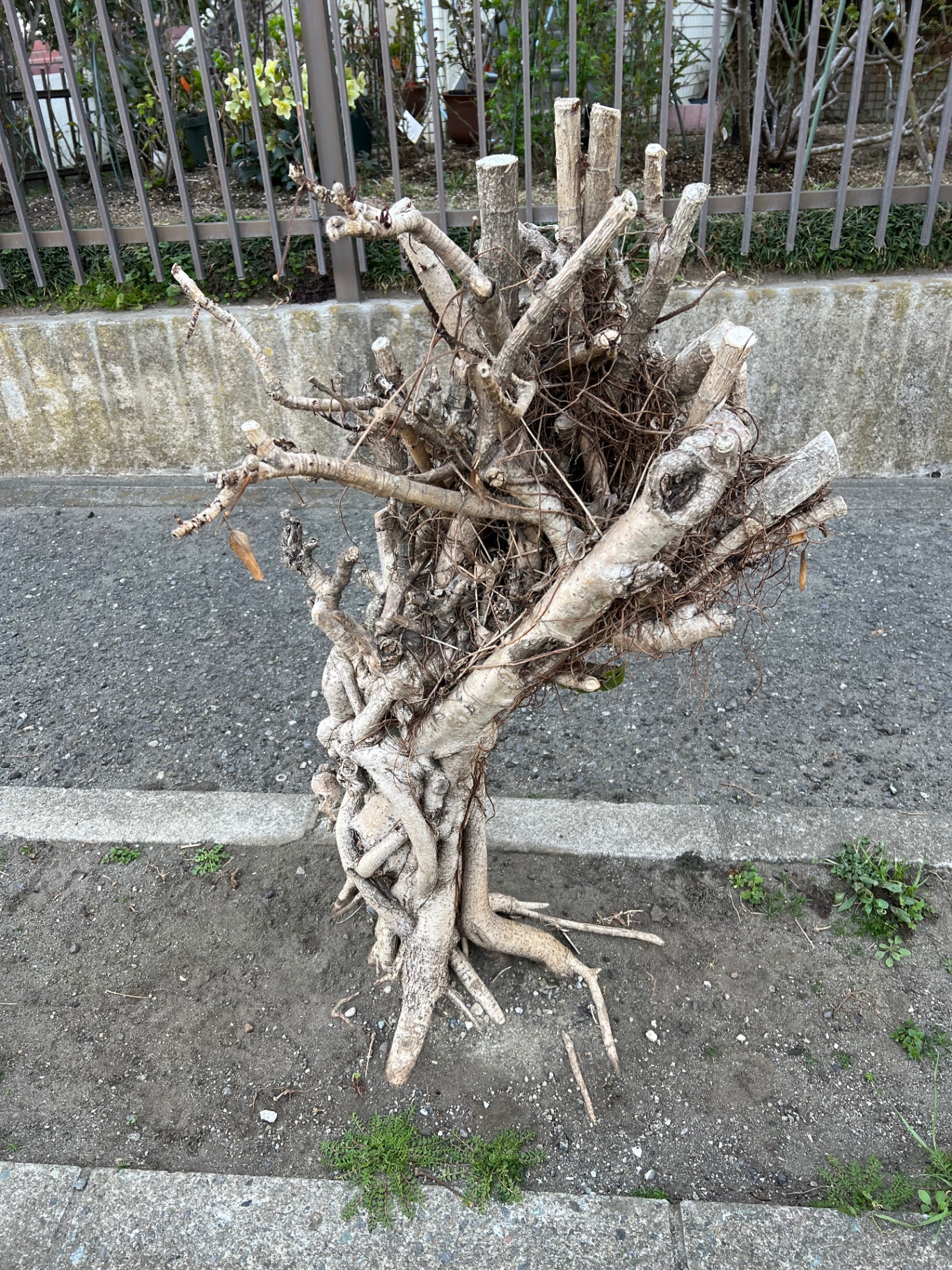 Skulpturale, freigelegte Wurzeln eines alten Baumes an einer japanischen Straße