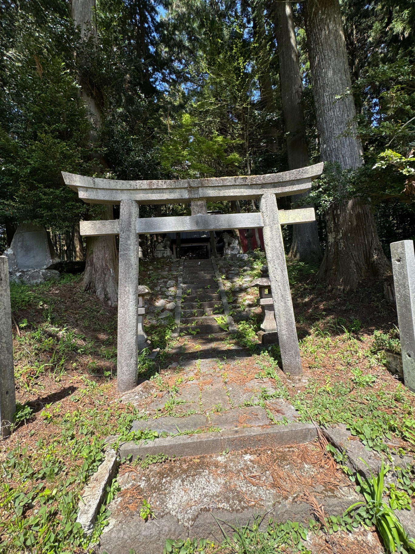Steinernes Torii vor einem kleinen Schrein im Wald