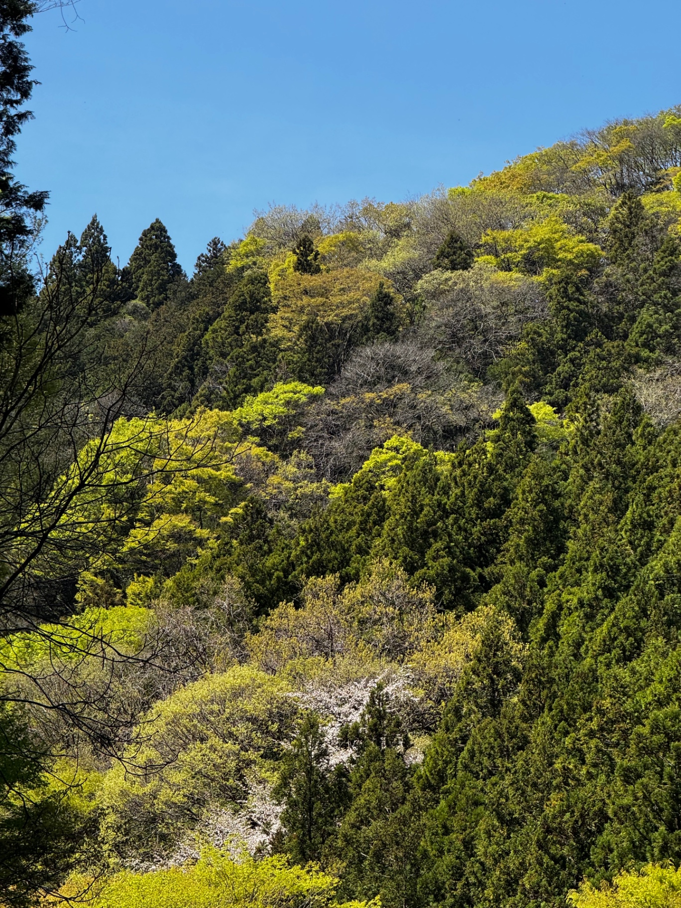 Frühlingsgrüner Waldhang mit hellen Baumkronen und tiefblauem Himmel