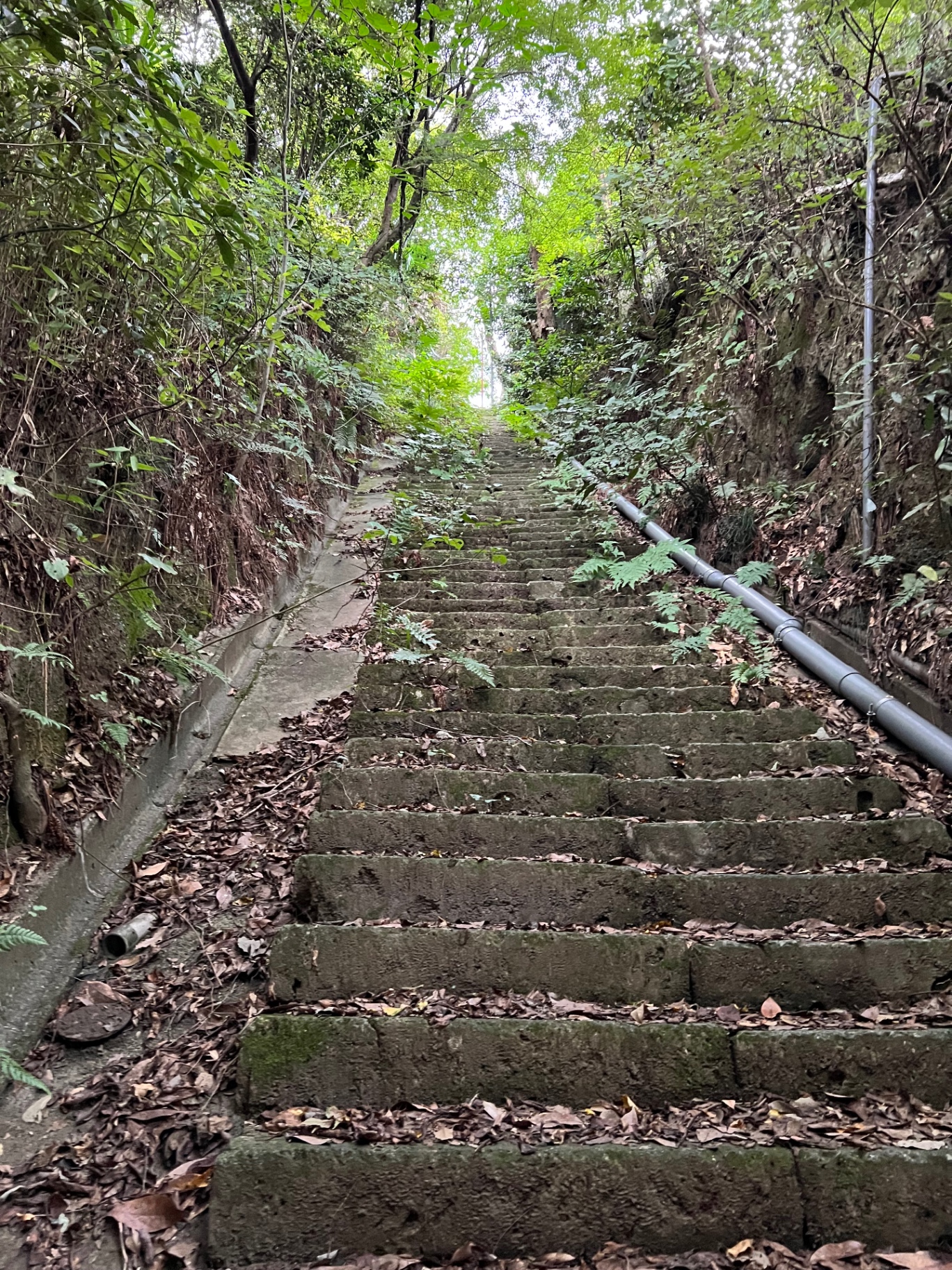 Alte, moosbewachsene Steintreppe hinauf durch dichten Wald in Japan